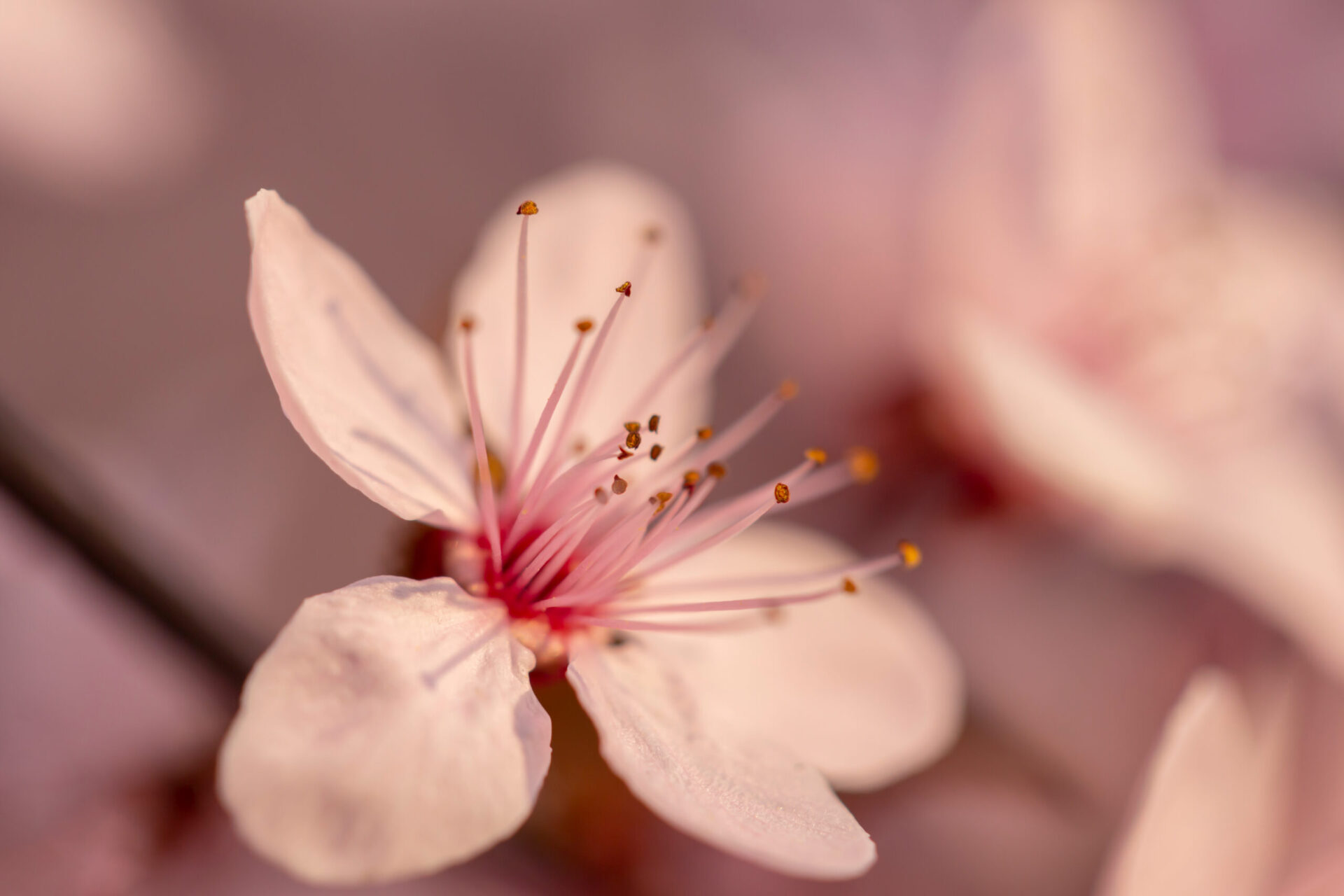 Spring blossom background with copy space; beautiful sunlit blooming tree branch detail