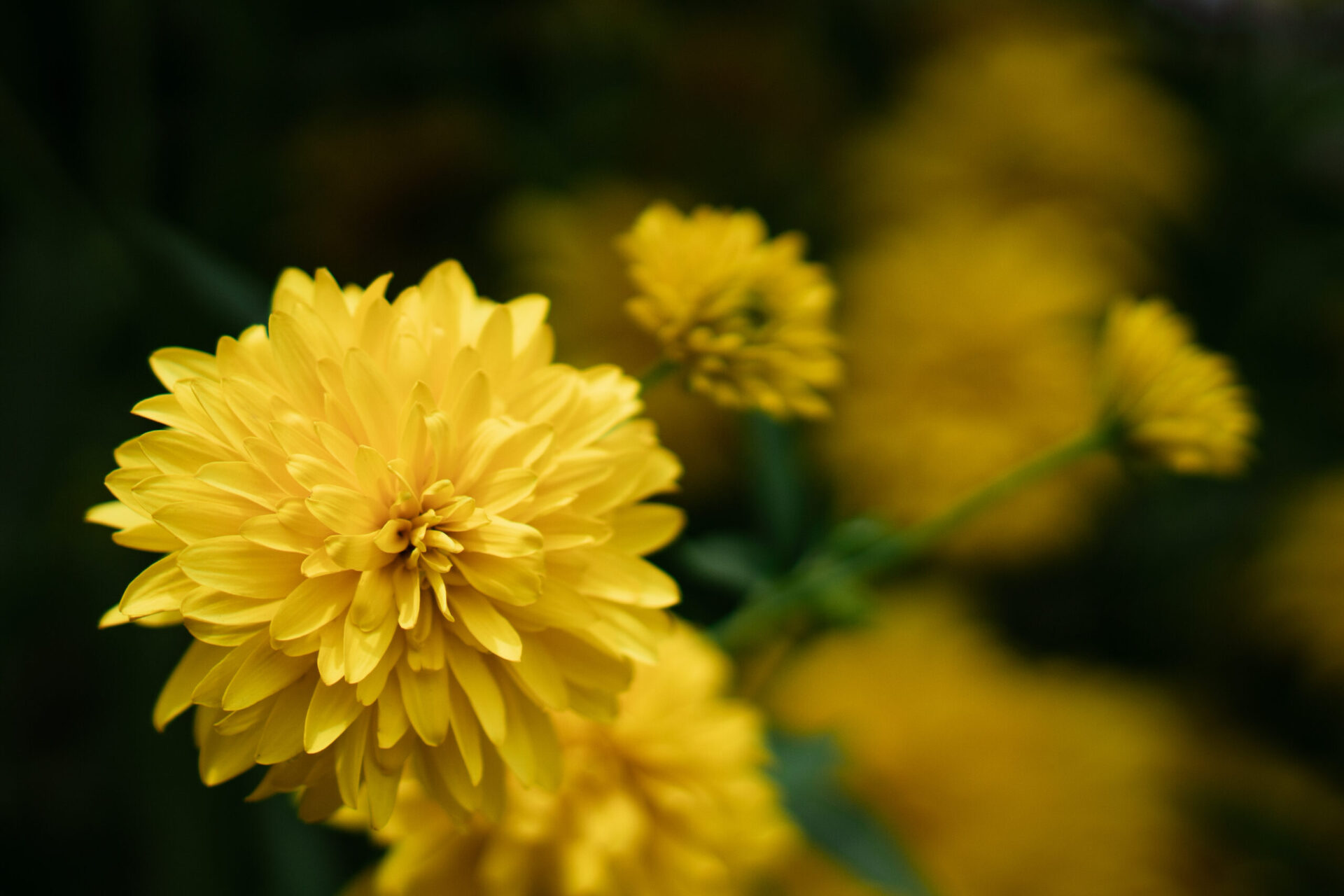 beautiful yellow fresh flowers close up grow