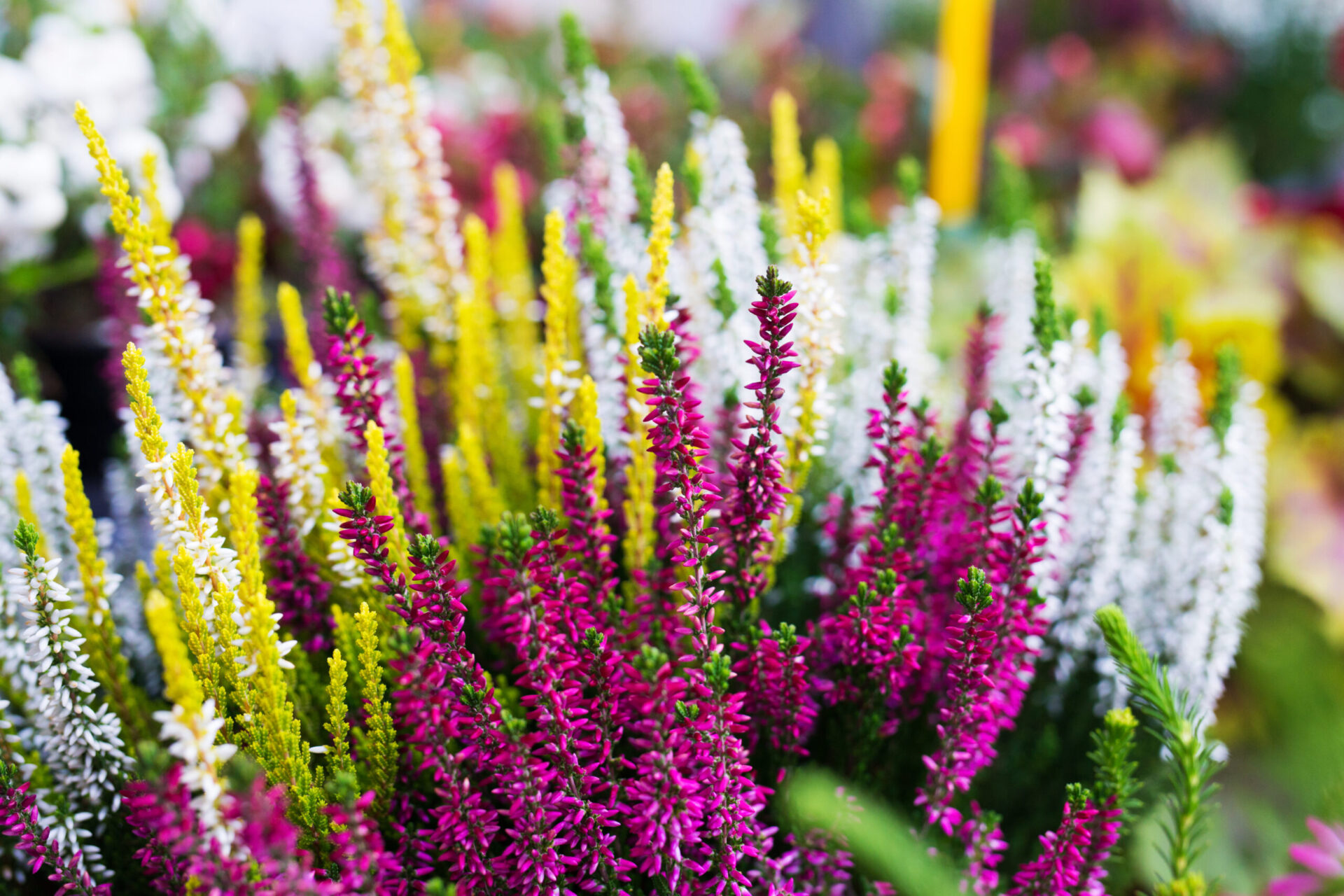 Flowers in a field used for natural healths products