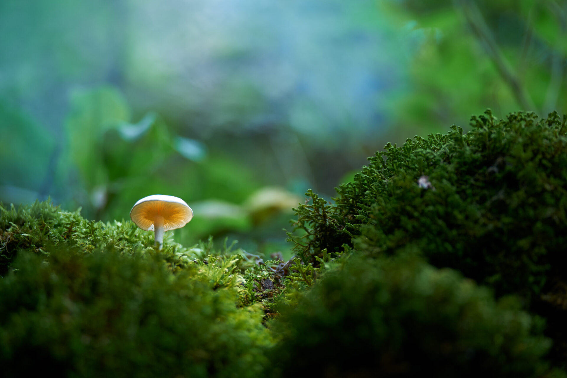 Mycosyngergy, Medicinal Mushrooms sold by Natural Health to promote Prevention of Infections and Health